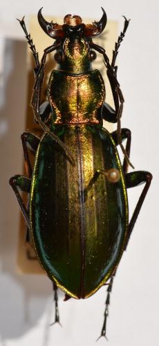 Réf. 246 192 : Carabus sp.